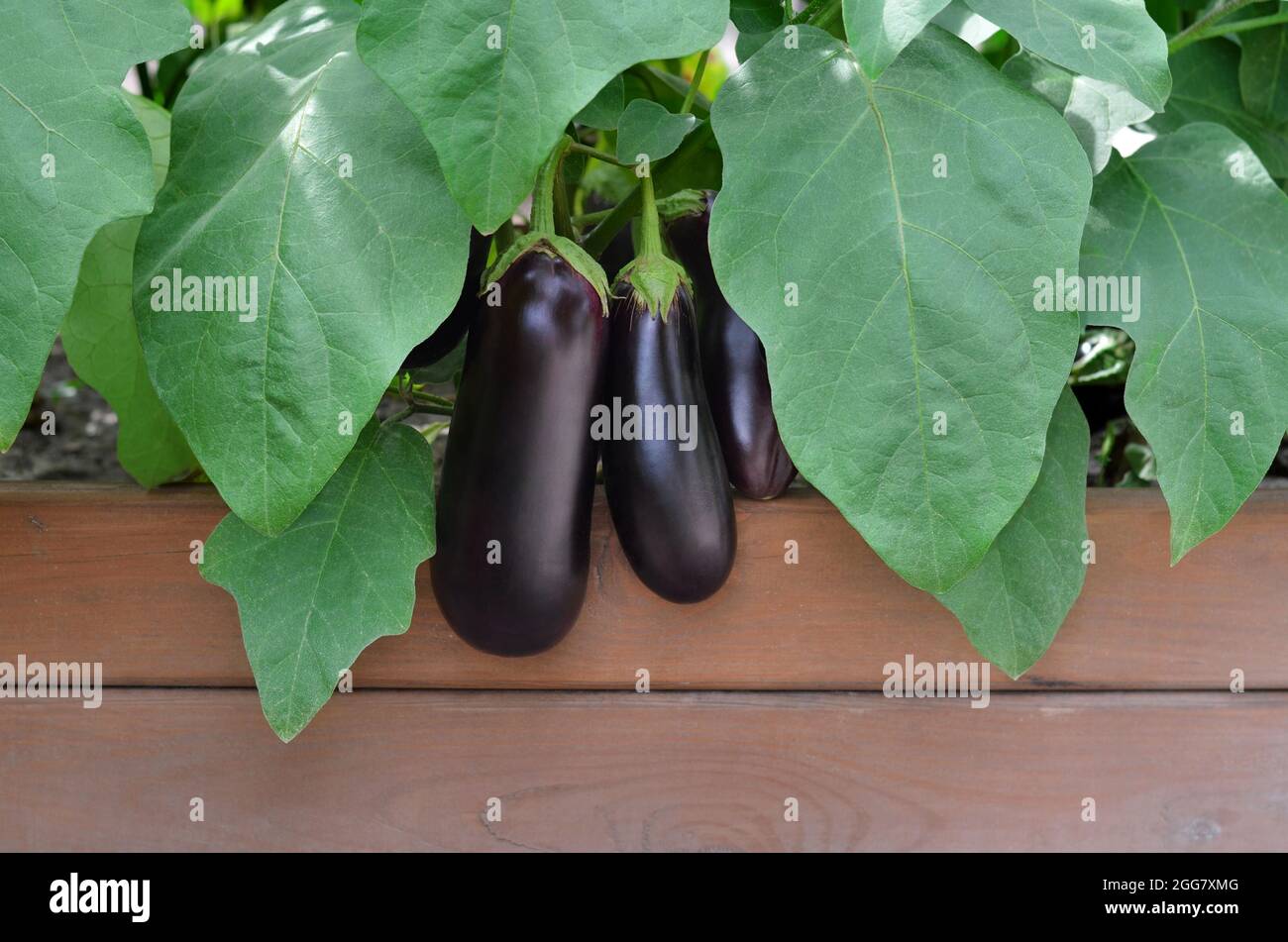 Reife Auberginen zwischen grünen Blättern, die auf einem Hochbeet im Gemüsegarten wachsen. Konzept des Anbaus Ihrer eigenen Bio-Lebensmittel. Stockfoto