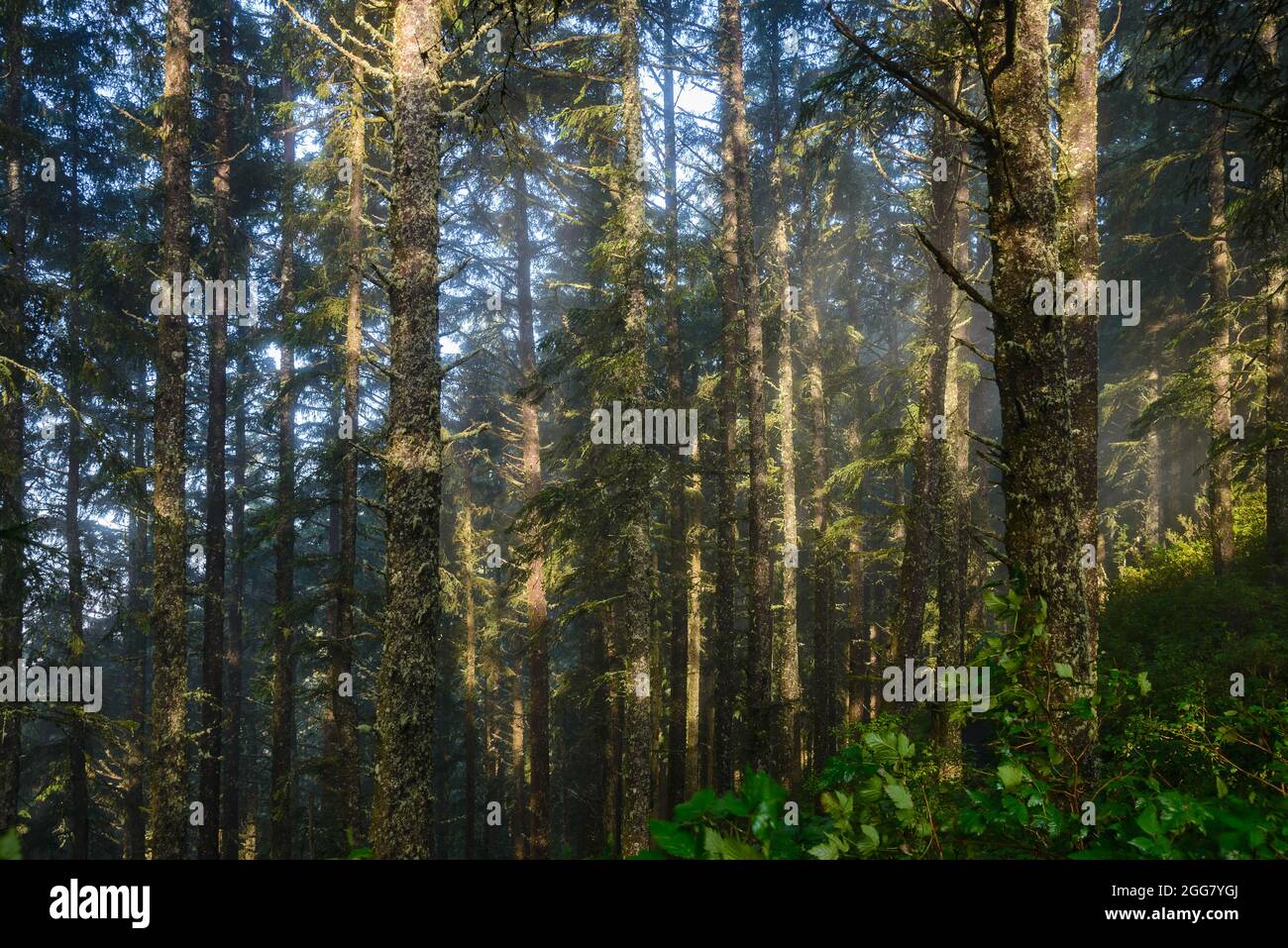 Morgennebel füllt Kiefernwald. Oregon, USA. Stockfoto