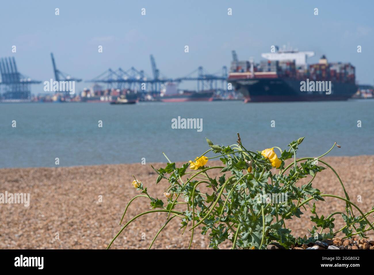 MSC Venedig wird mit Schleppern und Gelbhornmohn (Glaucium flavum) aus den Felixstowe Docks gezogen Stockfoto