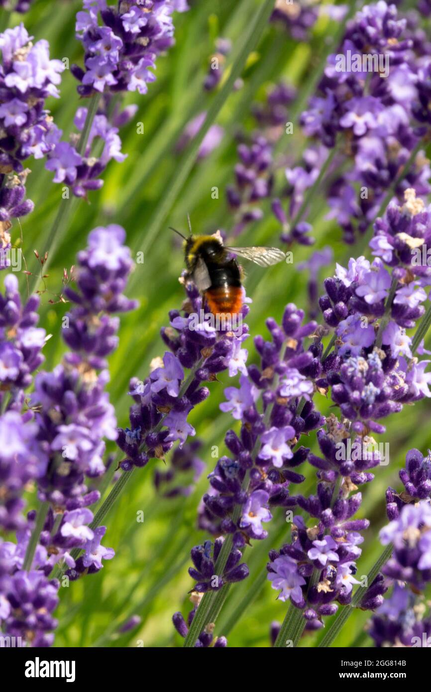 Hummel auf englischer Lavendel Lavandula angustifolia 'Contrast' Stockfoto