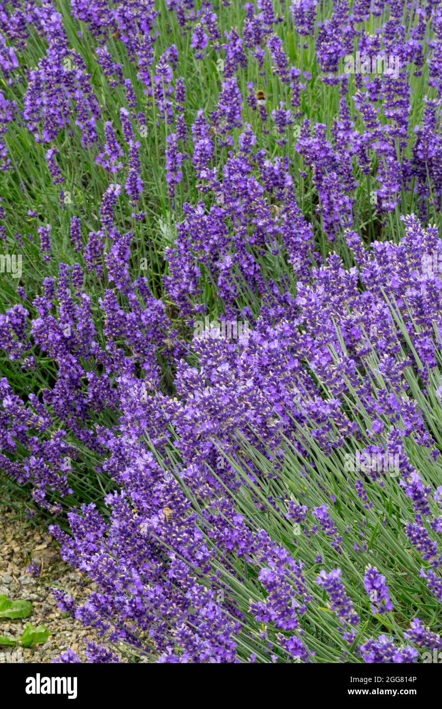 Englischer Lavendel mit Blumenbeet Lavandula angustifolia 'Hidcote Blue' Stockfoto