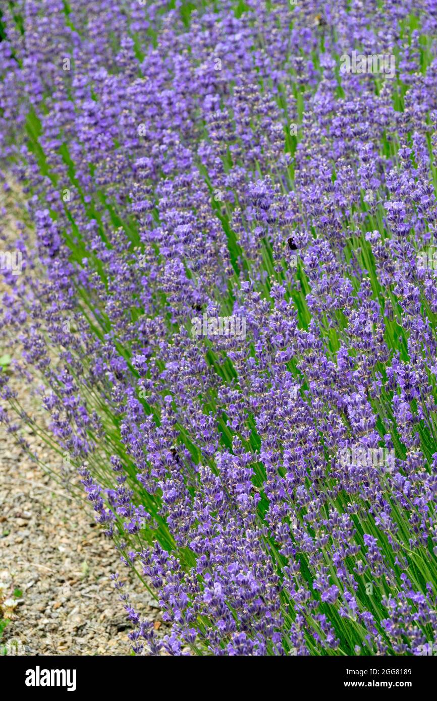 Englischer Lavendelbett Lavandula angustifolia 'Brabants Lust' Blumenbeet Stockfoto