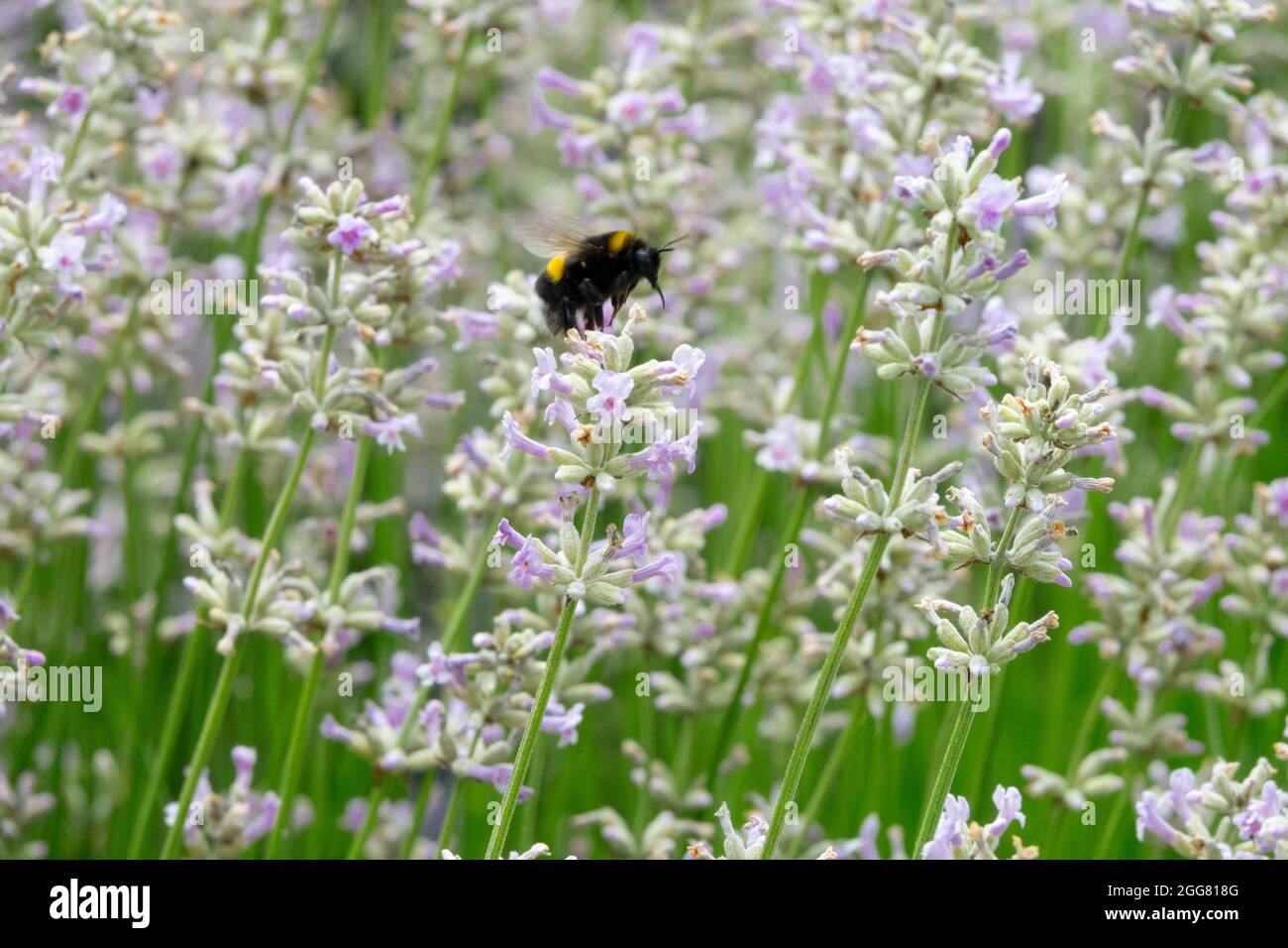 Englischer Lavendel 'Hidcote Pink' Lavandula angustifolia 'Hidcote Pink' Stockfoto