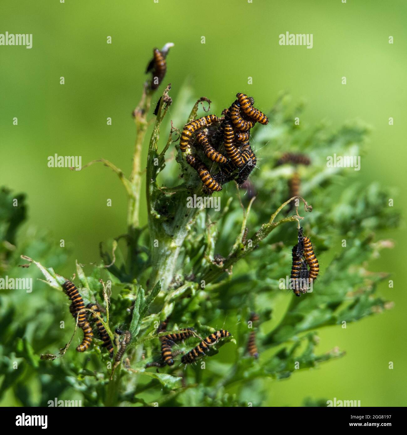 Raupen der Zinnober (Tyria jacobaeae) auf gewöhnlicher Traubenwurz (Senecio jacobaea) Stockfoto