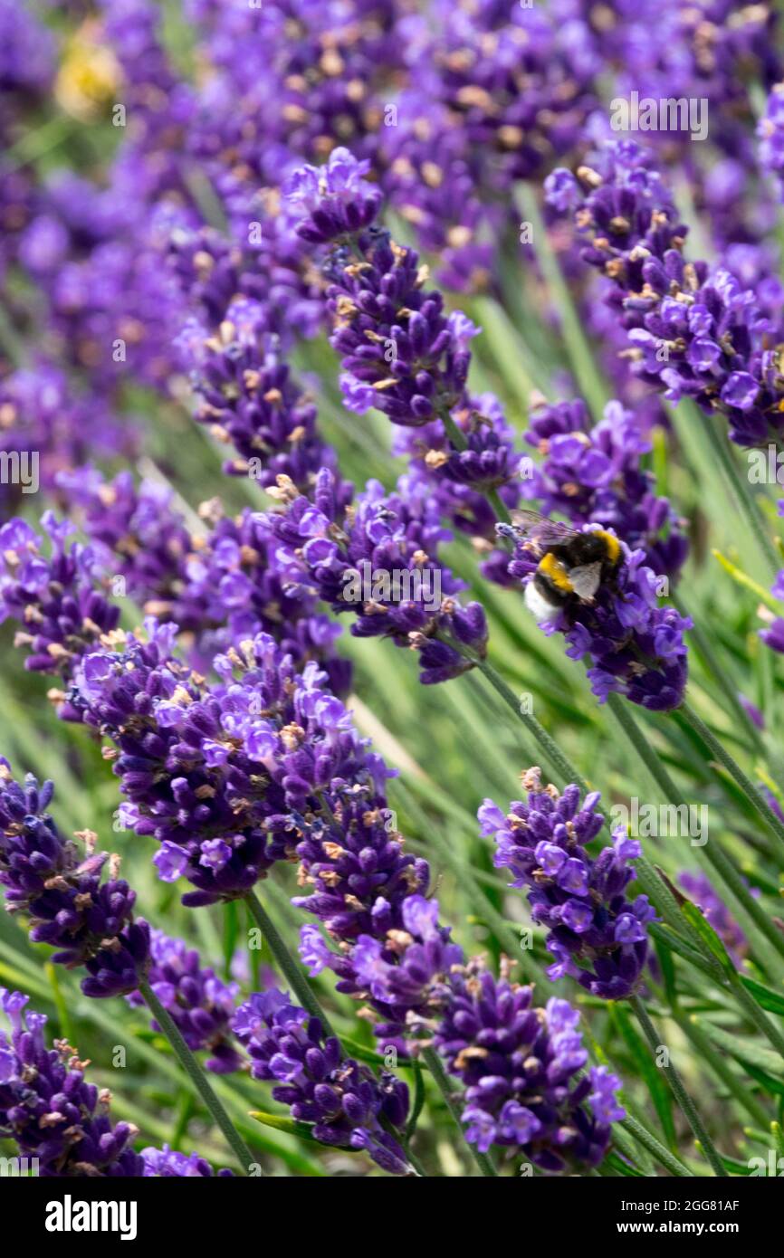 Hummel auf Stachel Englisch Lavendel Lavandula angustifolia 'Lavance Purple' Stockfoto