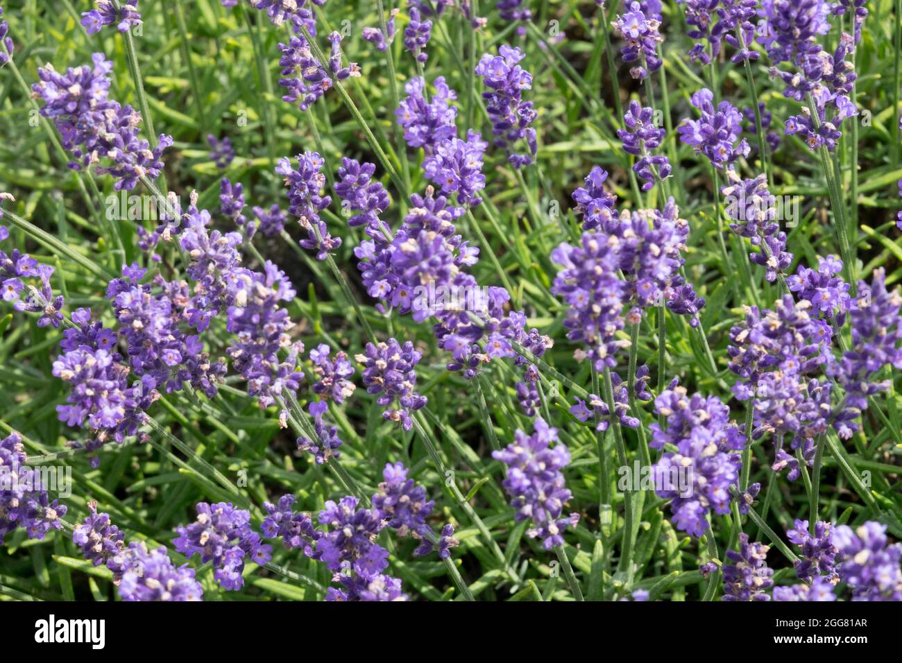Blassblaues Lavendelblütenbett Lavandula angustifolia 'Riverina Eunice' Stockfoto