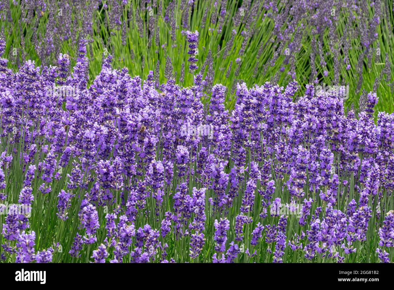 Englisches lavendelblaues Blumenbeet Lavandula angustifolia 'Beate' Bienenfreundliche Pflanzen Stockfoto