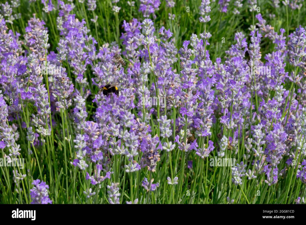 Englisches Lavandula angustifolia Blaues Kissen Schola, Stockfoto