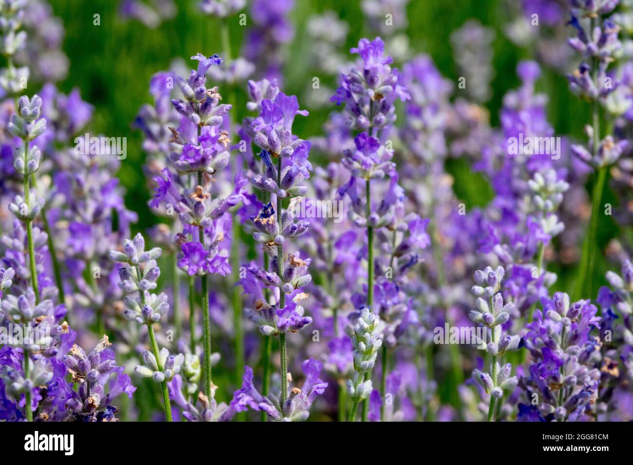Englisches Lavandula angustifolia Blaues Kissen Schola, Stockfoto