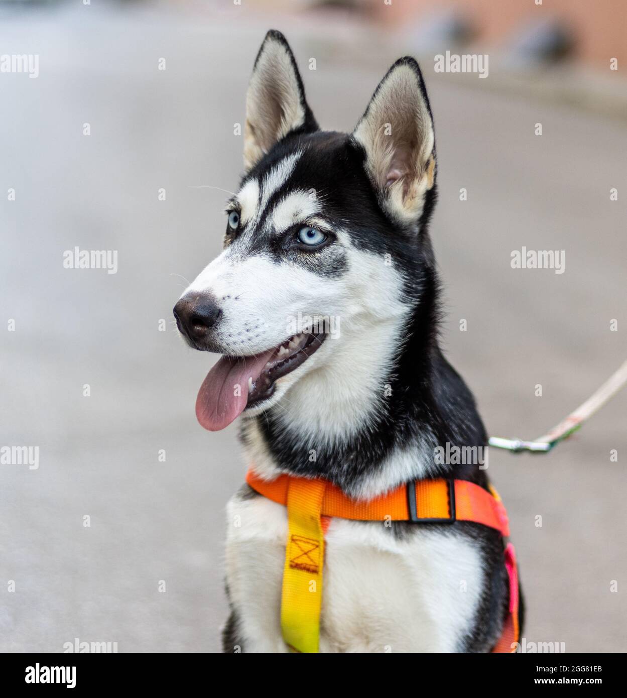 Porträt eines Husky-Hundes mit Hundehalsband. Isolierter weicher Hintergrund Stockfoto