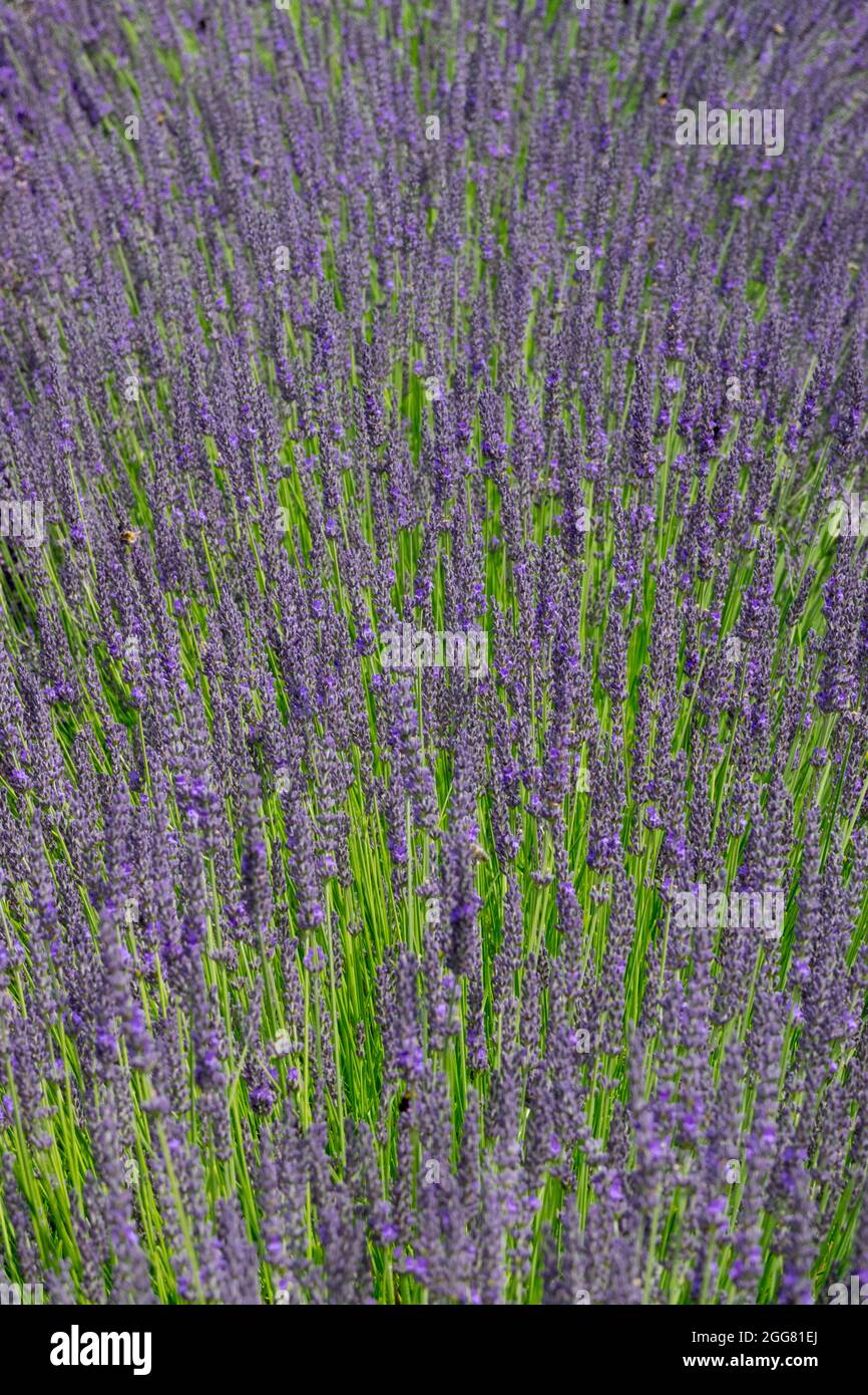 Lavendel Lavandula × intermedia 'Arabian Night' Stockfoto