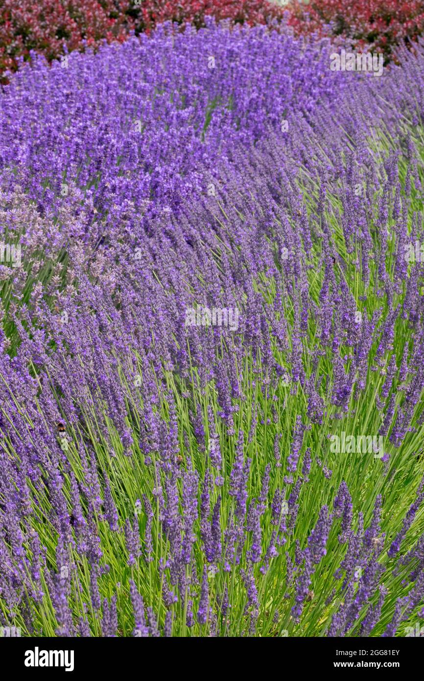 Vordergrund Lavendel Pflanzen Garten Grenze Lavandula × intermedia 'Arabian Night' Stockfoto