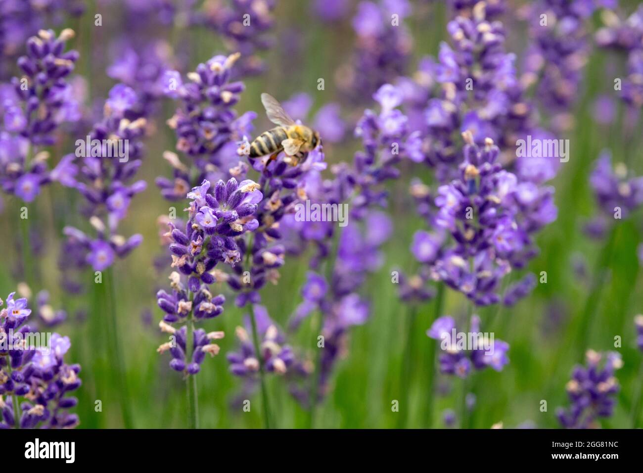Europäische Honigbiene auf englischem Lavendel Lavandula angustifolia 'Riverina Eunice' Stockfoto