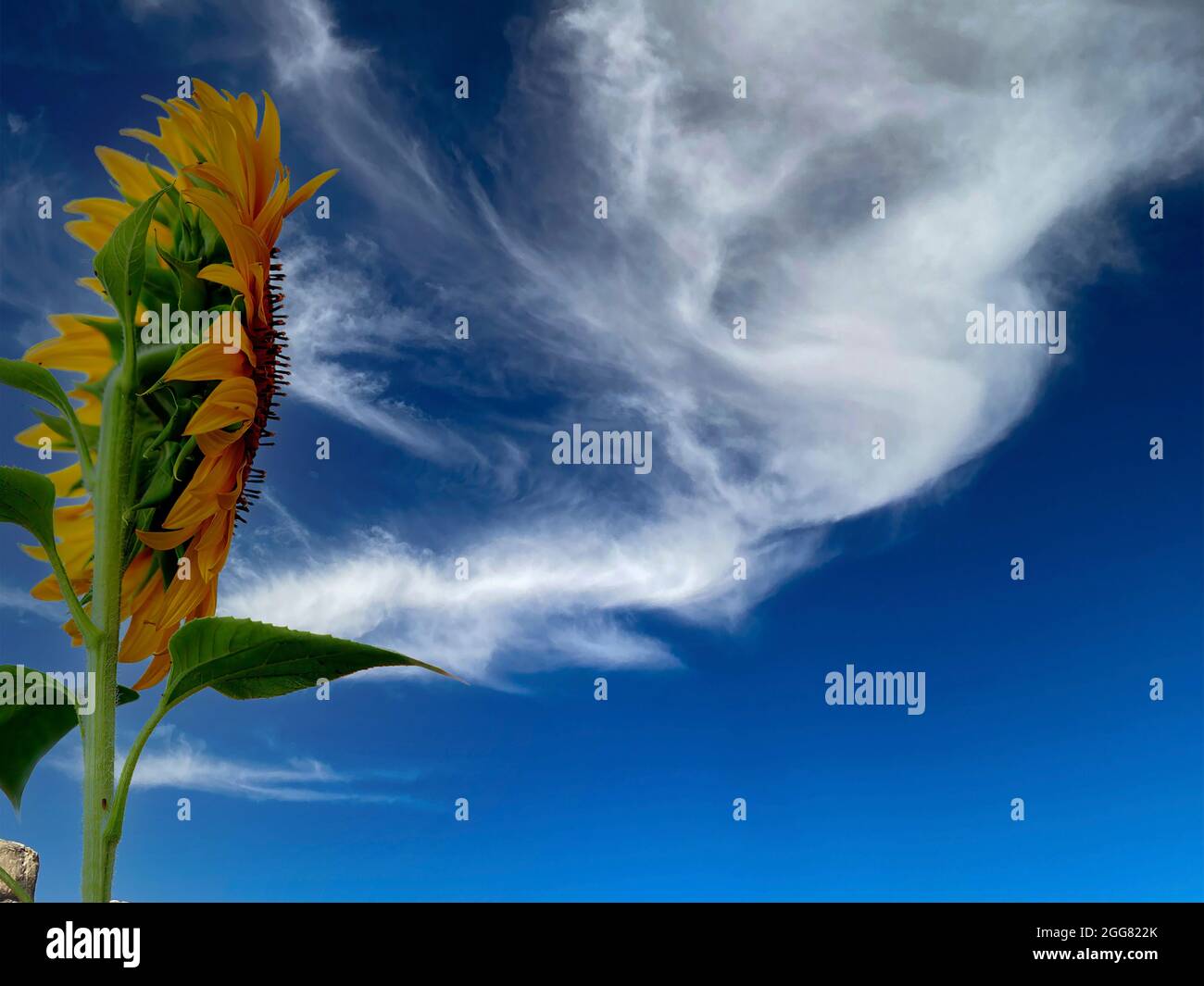 Sonnenblume mit Wolken und blauem Himmel von der Seite und hinten gesehen. Enthält Platz für Text. Stockfoto