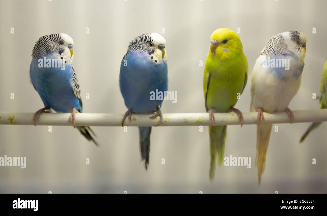 Baby Wellensittiche Stockfotos und bilder Kaufen Alamy