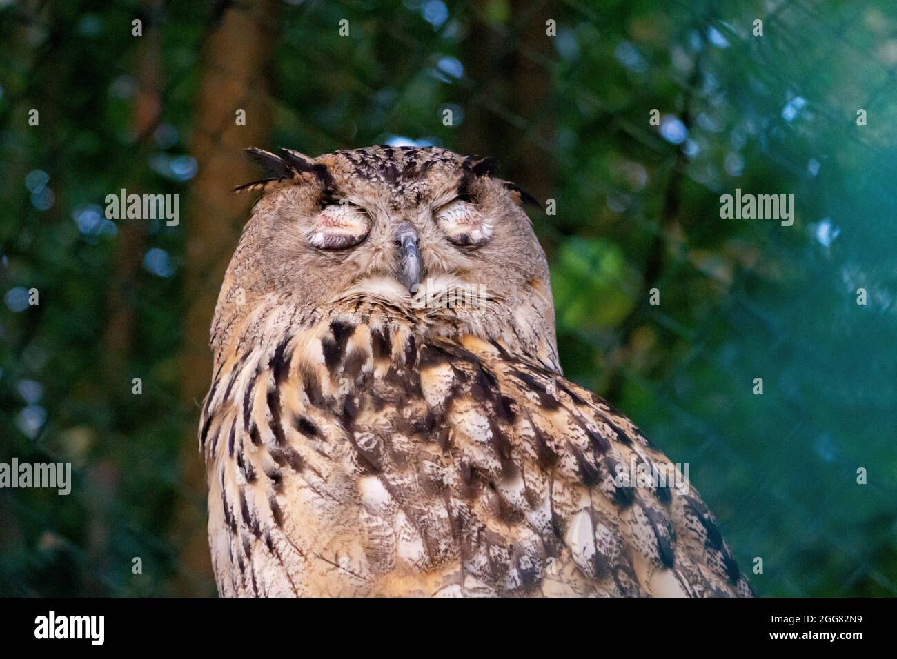 Große schöne Eule auf einem Ast Nahaufnahme Stockfoto