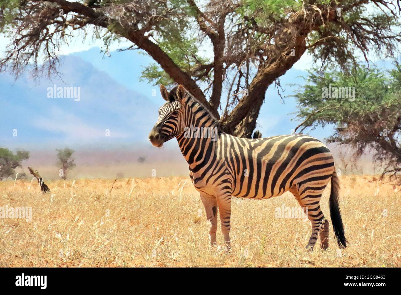 Ein einbunter Zebra (Equus quagga), der in der Hitze der Sonne im NamibRand Nature Reserve in Namibia backt Stockfoto