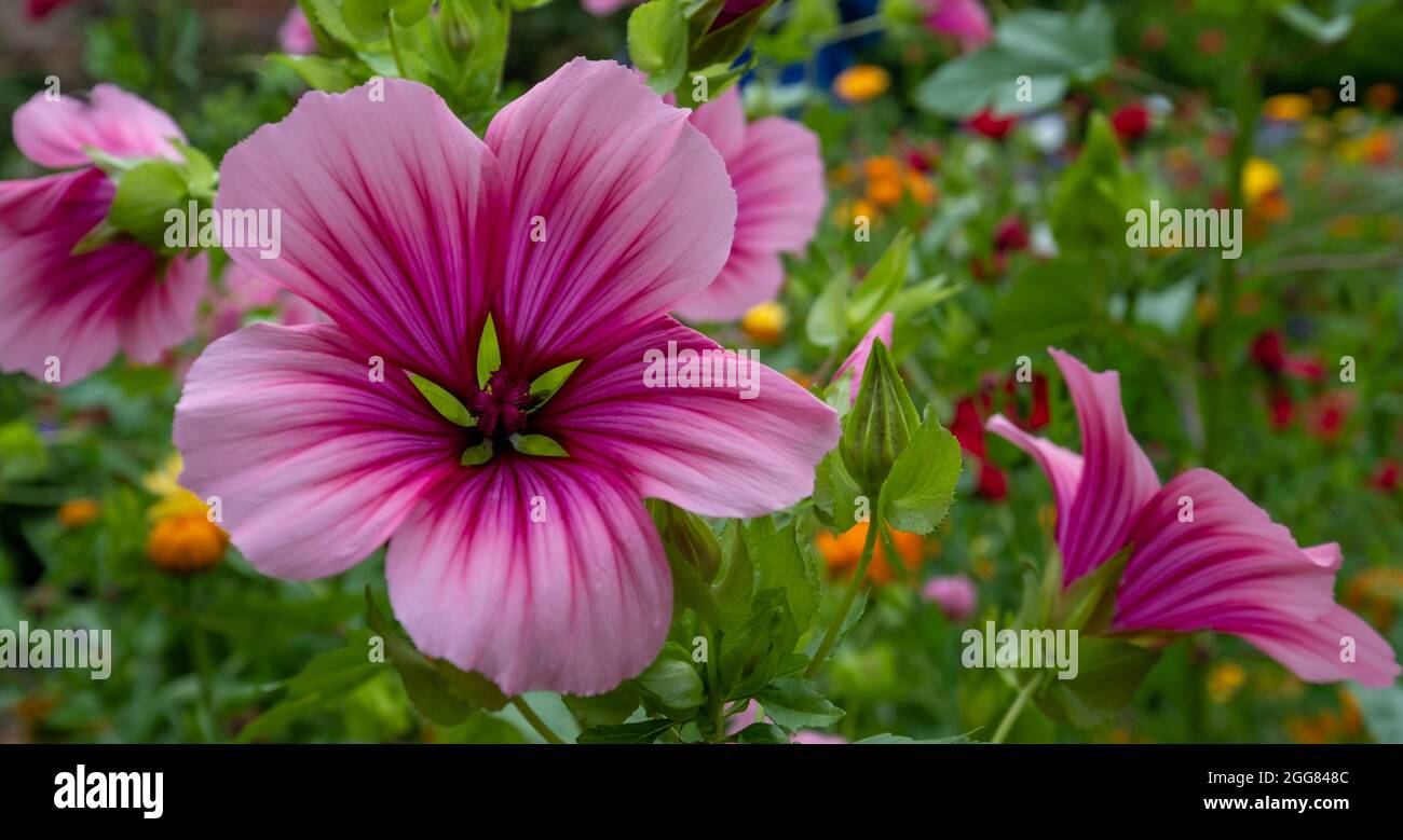 Farbenfrohe Wildblumen, darunter magentafarbene Malven-Trifida mit grünem Auge, die in einem Garten in der Nähe von Chipping Campden in den Cotswolds, Großbritannien, wachsen Stockfoto