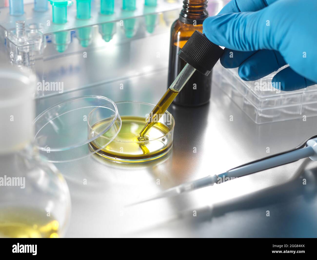 Wissenschaftler hält Pipette mit ätherischem Öl Stockfoto
