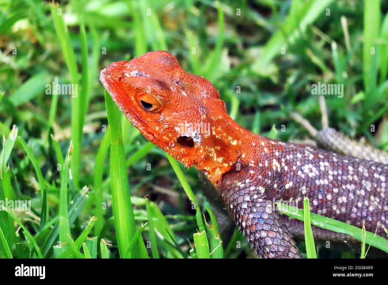 A Namib Rock Agama (Agama planiceps) im Grasland bei Palmwag Junction, Damaraland, Kunene Region in Namibia Stockfoto