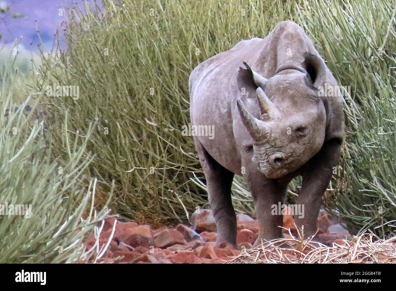 Ein schwarzes Nashorn oder Hakennashorn (Diceros bicornis) in Damara Euphorbia in Damaraland, Namibia Stockfoto