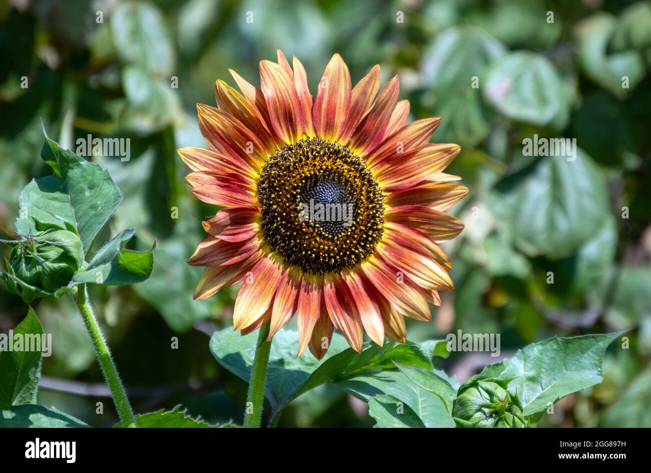 Eine wunderschöne orangefarbene, bronzene und gelbe Sonnenblume, umgeben von unbelaubten grünen Blättern, sorgt für ein wunderschönes Sommerporträt. Stockfoto