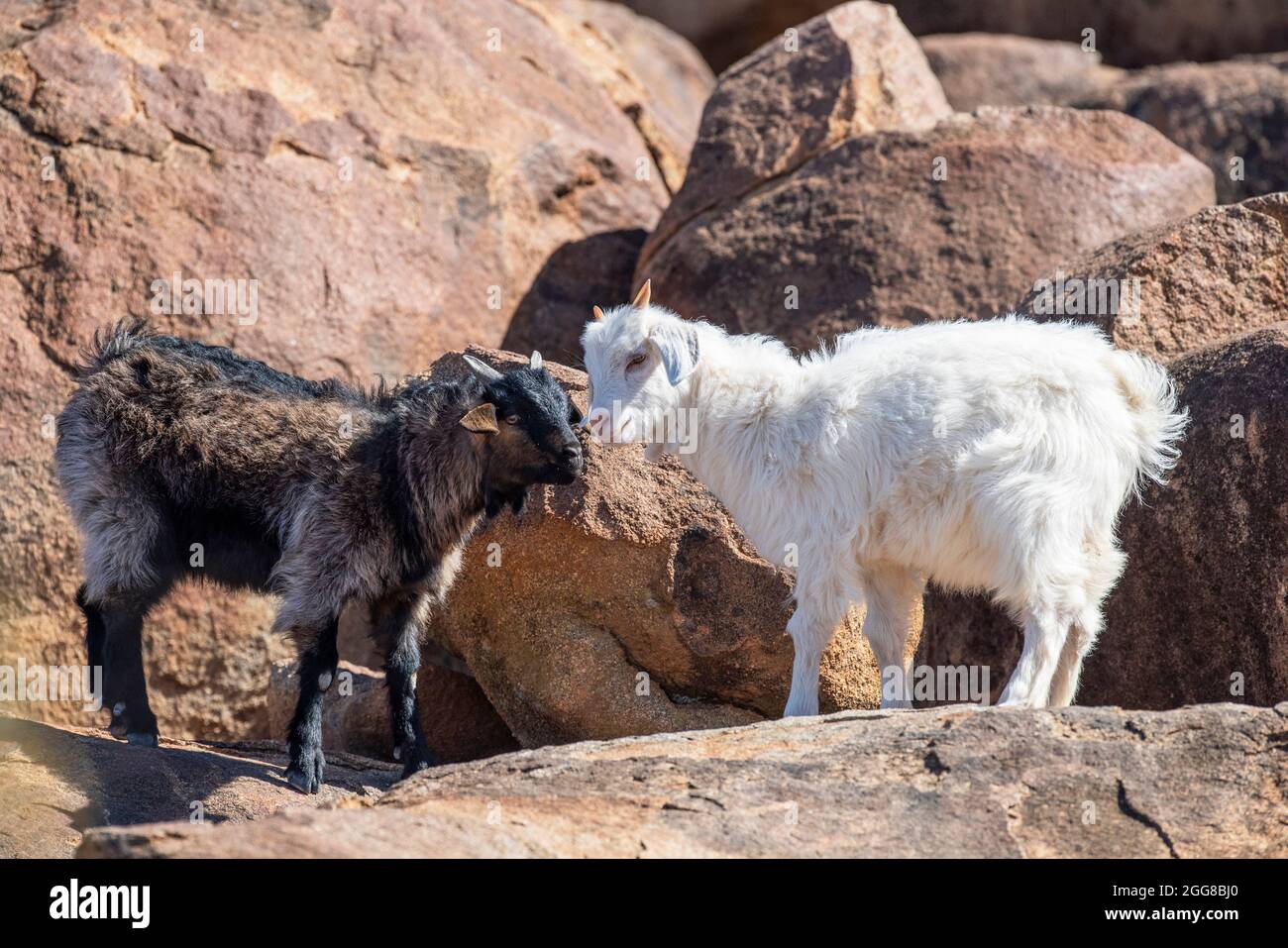 Wilde Ziegen im Outback von New South Wales, Australien. Stockfoto