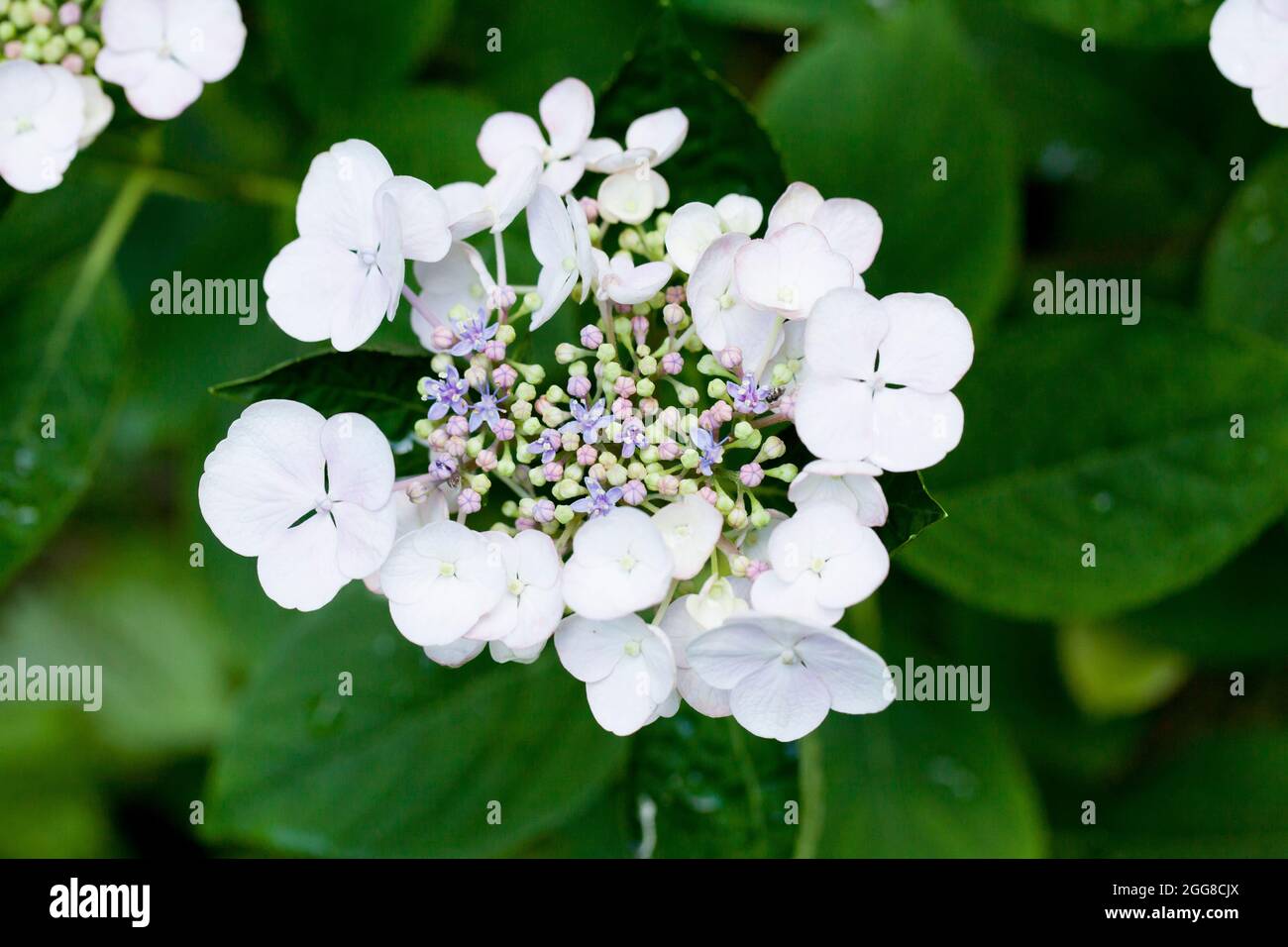 Hortensia serrata Blume Nahaufnahme - Virginia USA Stockfoto