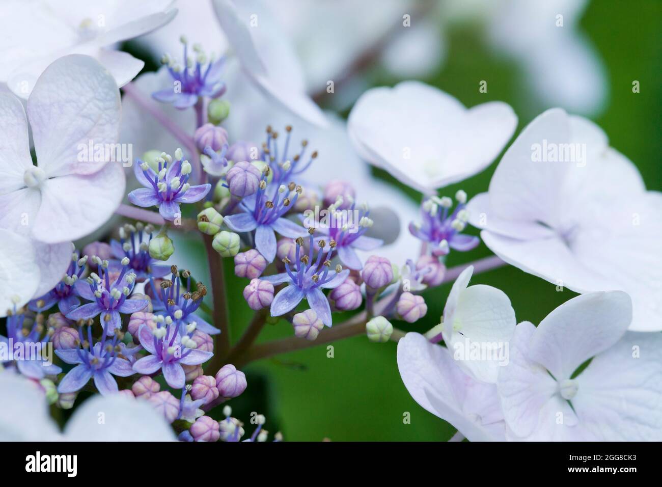 Hortensia serrata Blume Nahaufnahme - Virginia USA Stockfoto