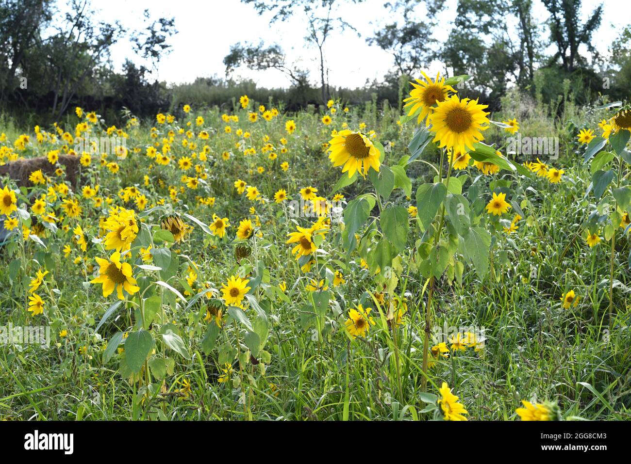 Feld mit vielen Sonnenblumen ohne Menschen Stockfoto