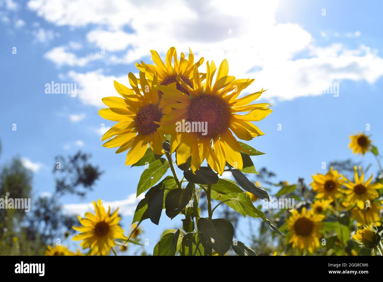 Feld mit vielen Sonnenblumen ohne Menschen Stockfoto