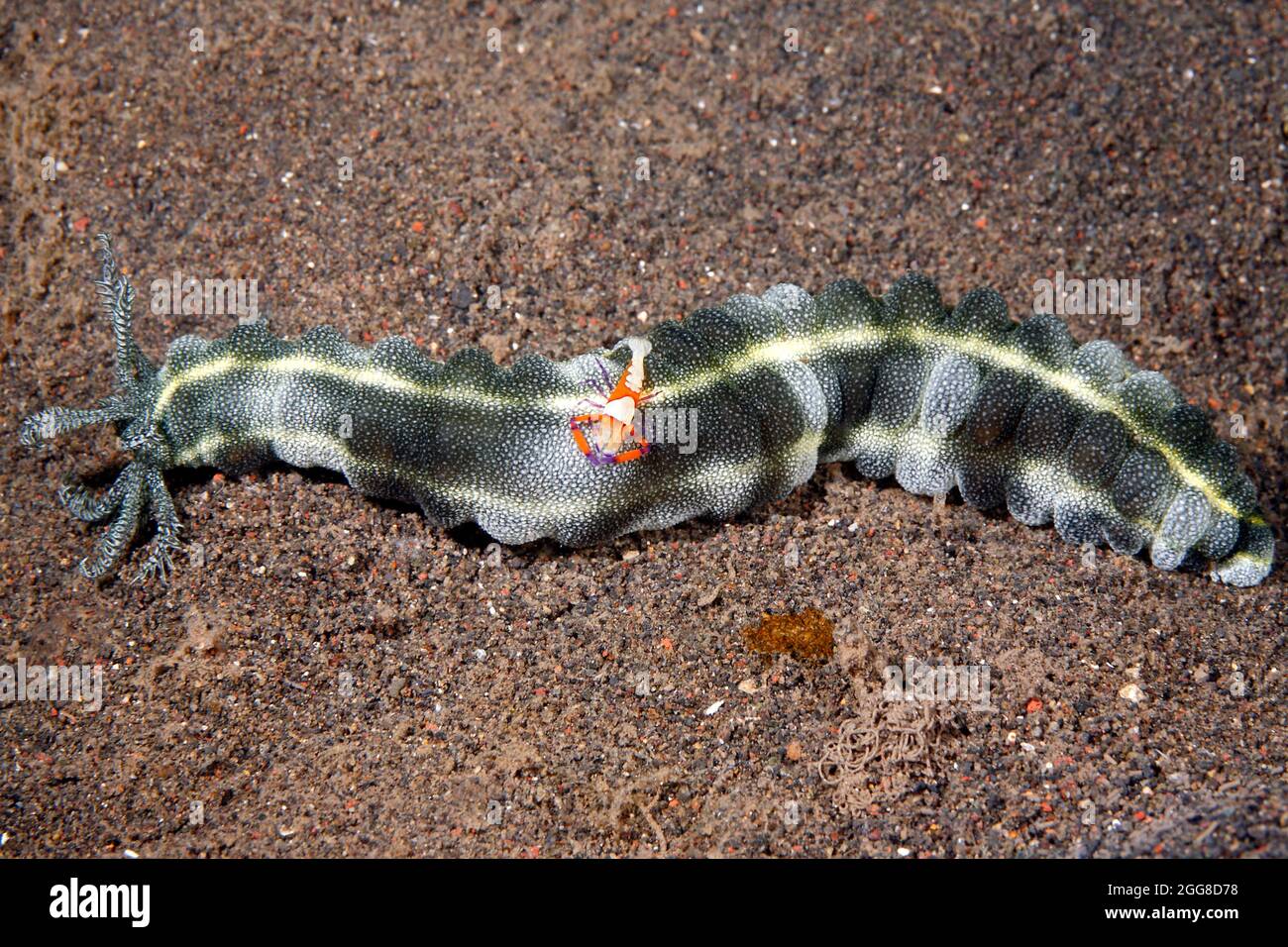 Schlangenmeer-Gurke, Synapta maculata mit Kaiser Shrimp Zenopontonia rex. Auch bekannt als Spotted Worm Sea Cucumber, Feather Mouth Sea Cucumber und Gia Stockfoto