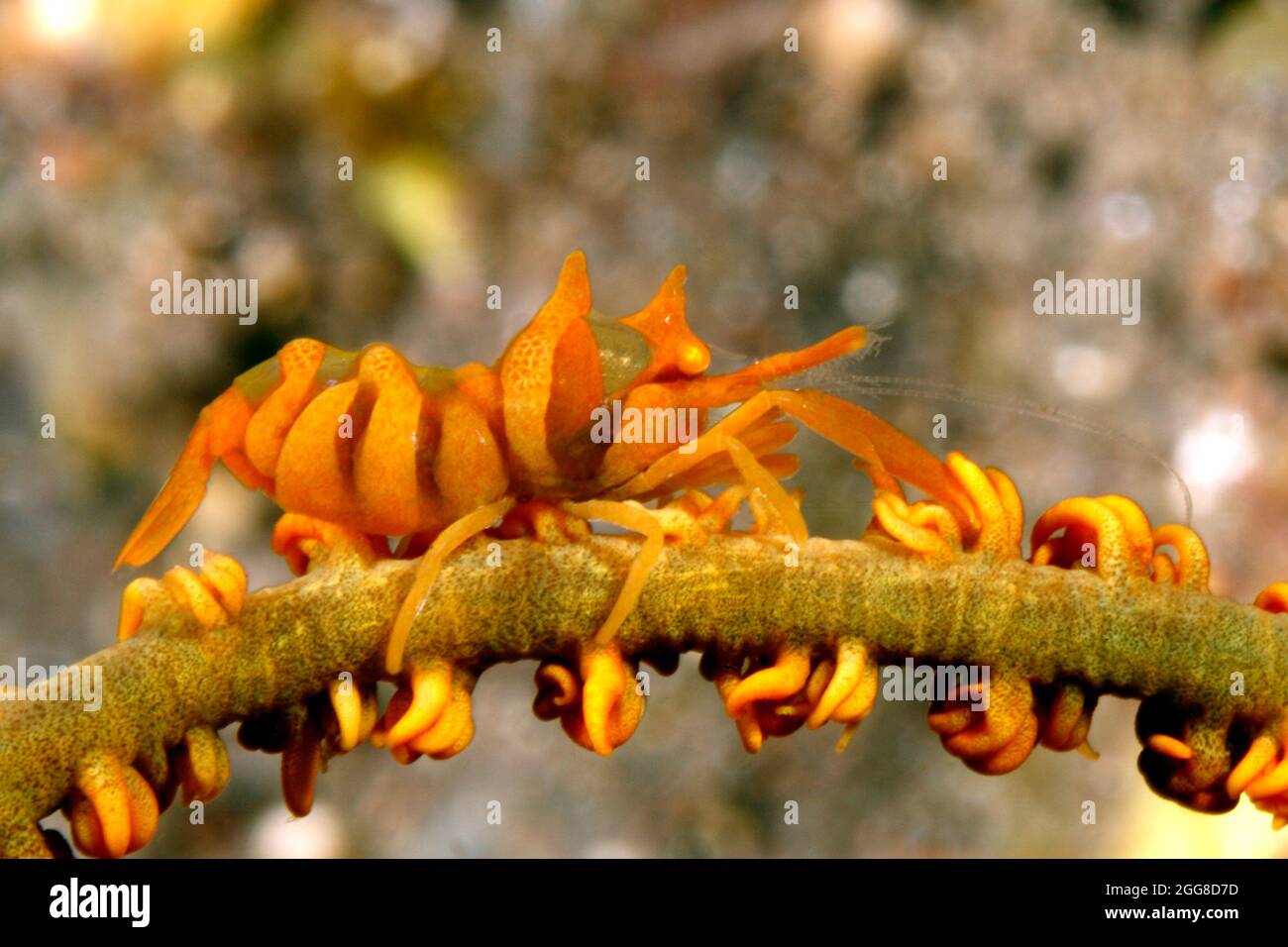 Sansibar Peitschenstrauch, Dasycaris zanzibarica. Tulamben, Bali, Indonesien. Bali Meer, Indischer Ozean Stockfoto