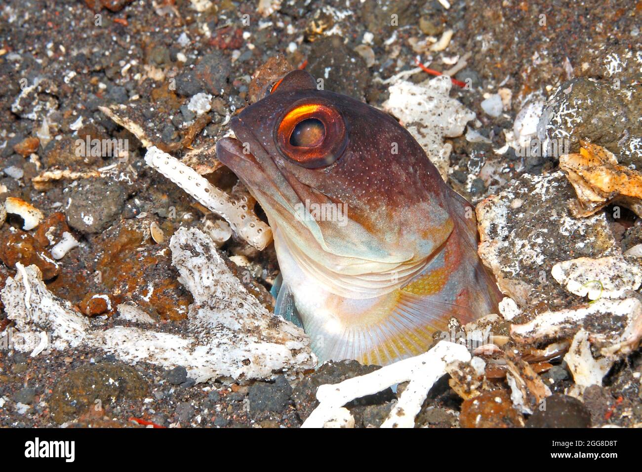 Gelbbarren-Jawfish, auch bekannt als Gold-Specs-Jawfish, Opistognathus randalli, späht aus dem Bau heraus. Tulamben, Bali, Indonesien Stockfoto
