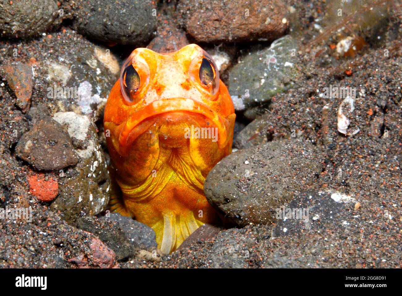 Variable Kieferfischen, Opistognathus Variabilis. Die Weibchen dieser Art drehen Orange während der Balz. Tulamben, Bali, Indonesien. Stockfoto