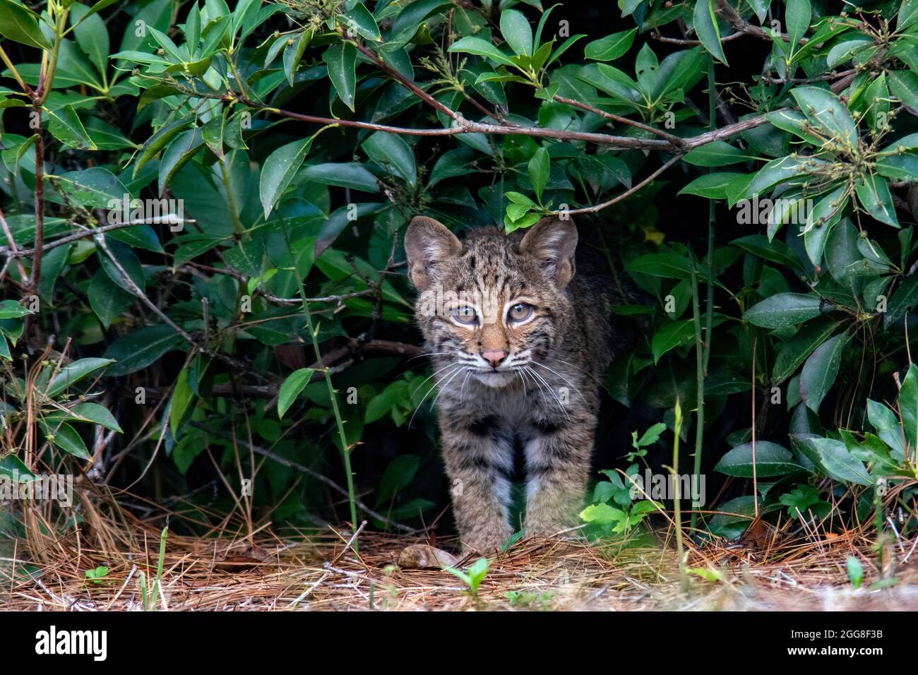 Wild Bobcat (Lynx rufus) Kätzchen - Brevard, North Carolina, USA Stockfoto