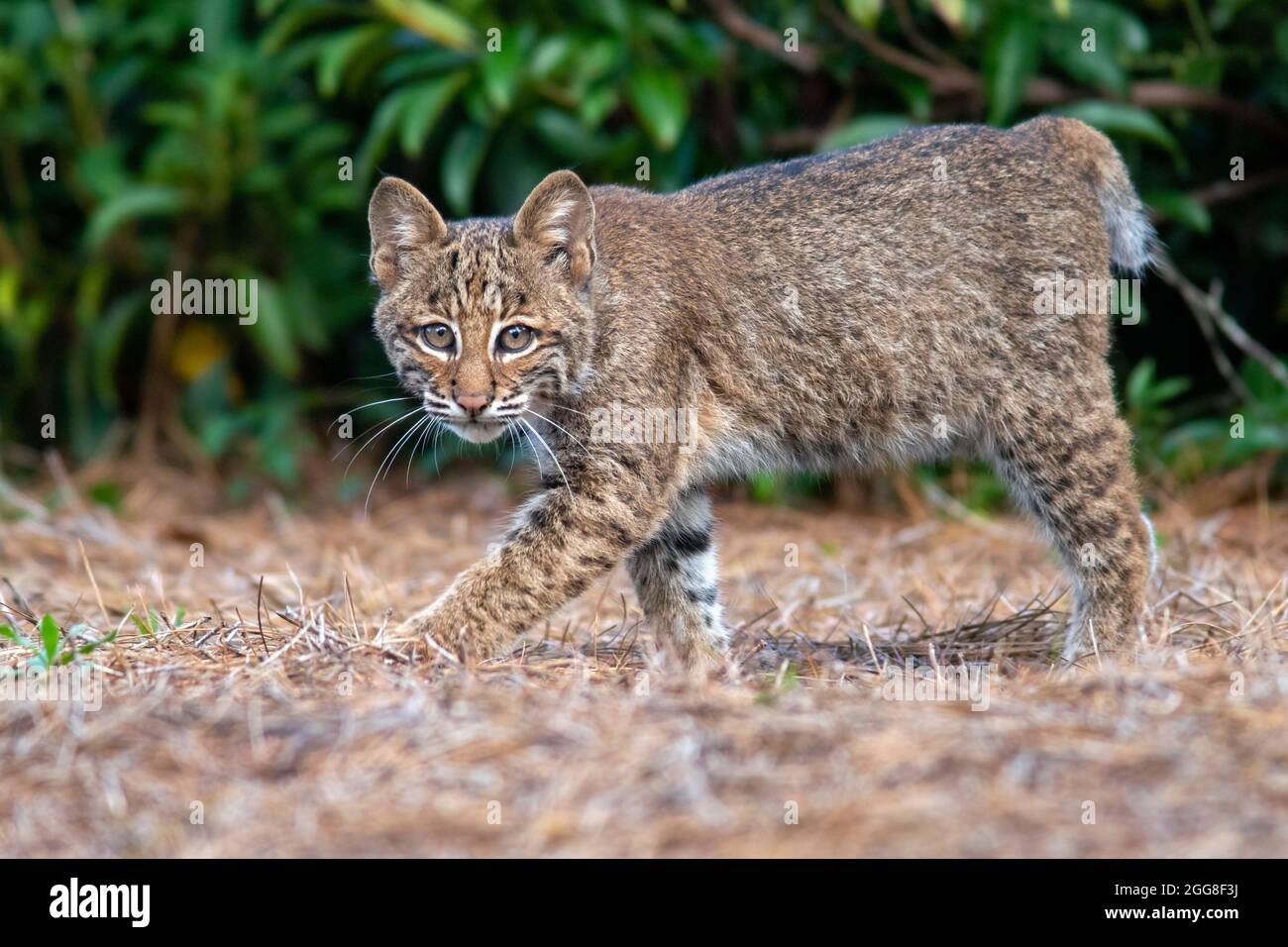 Wild Bobcat (Lynx rufus) Kätzchen - Brevard, North Carolina, USA Stockfoto