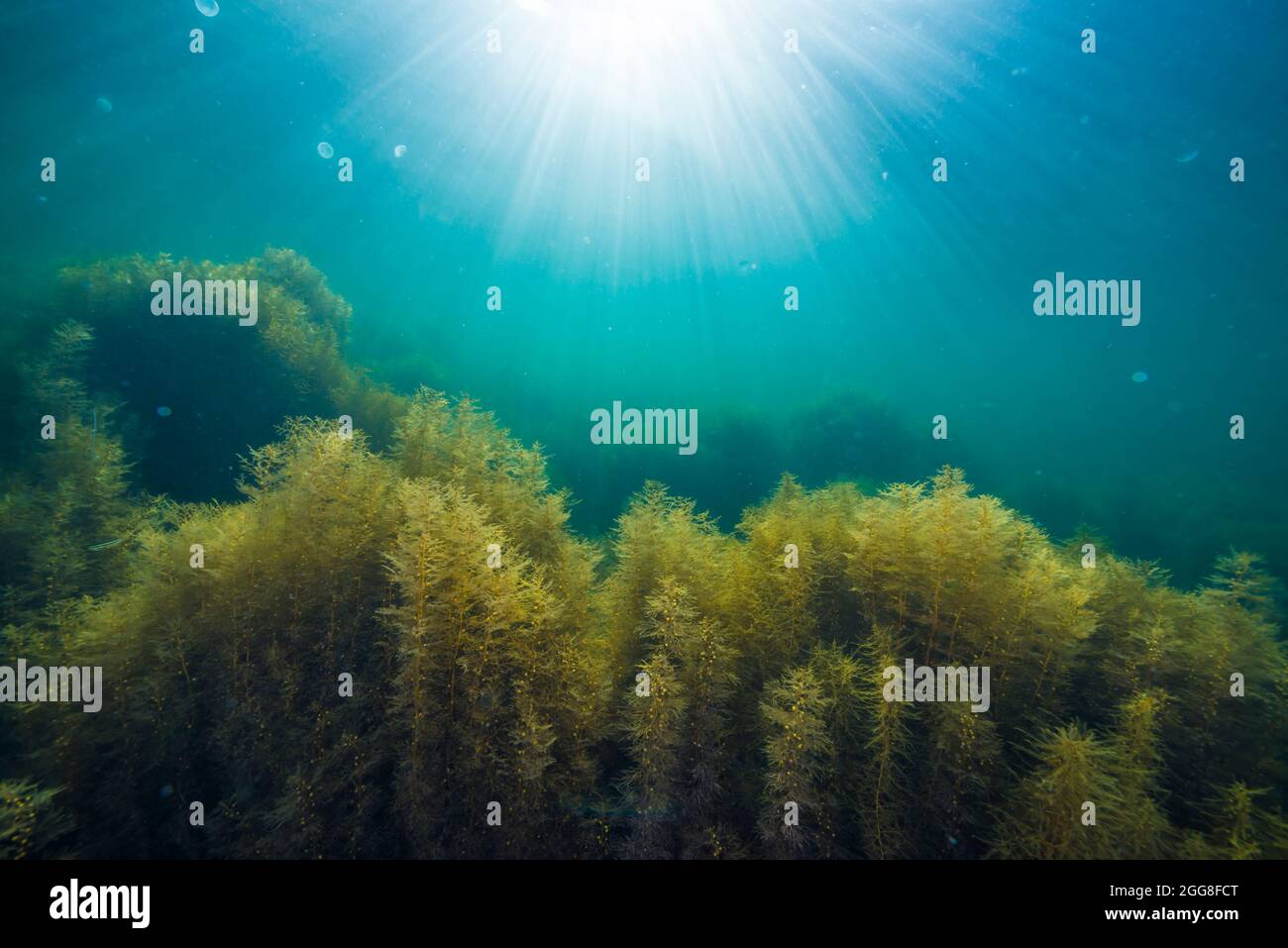 Algen und Sonnenlicht Stockfoto