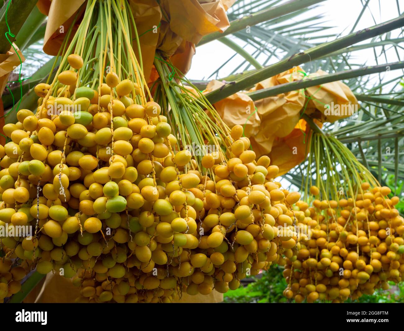 Datteln auf der Palme. Ein Haufen gelber Datteln auf Dattelpalme. Stockfoto