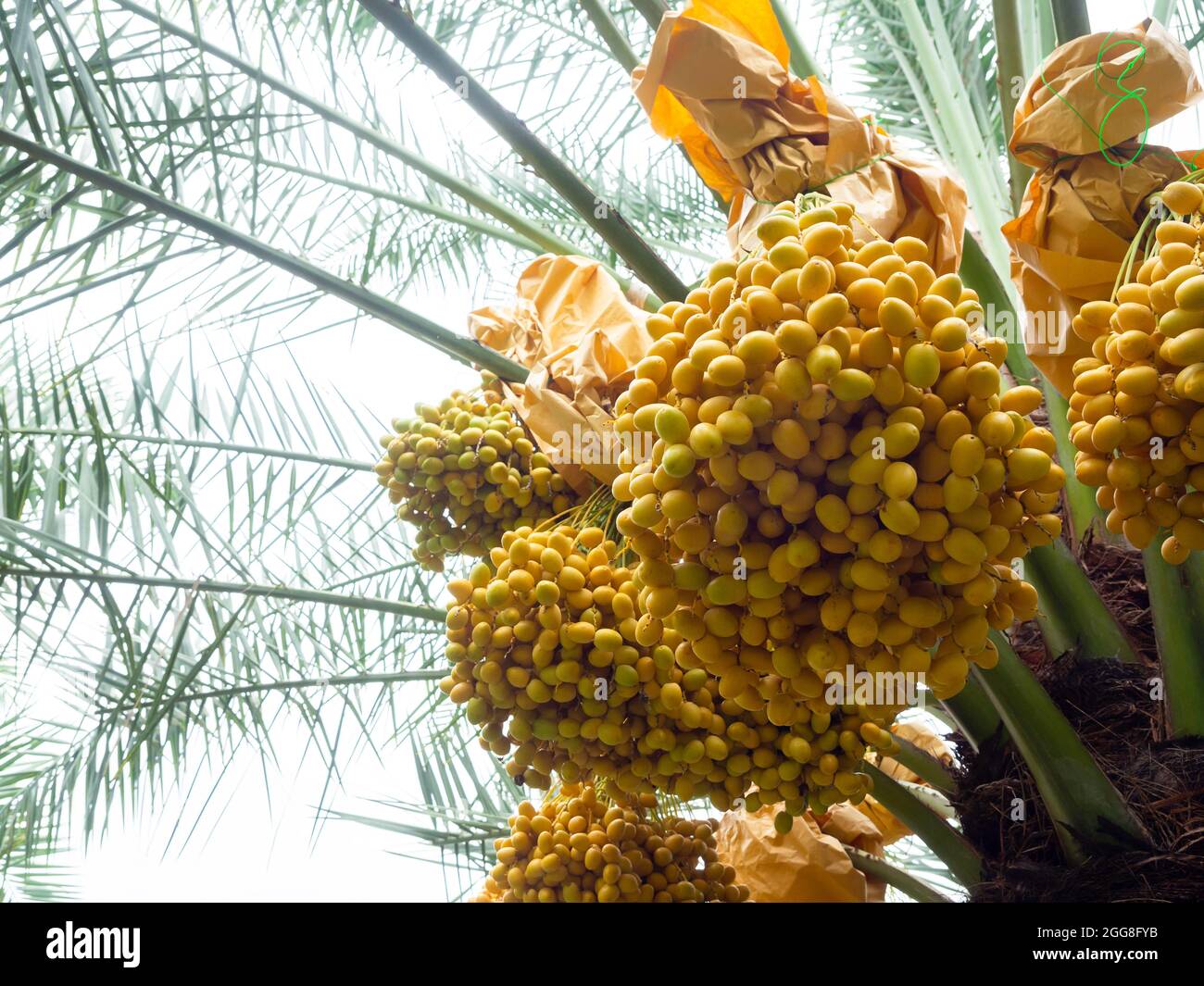 Datteln auf der Palme. Ein Haufen gelber Datteln auf Dattelpalme. Stockfoto