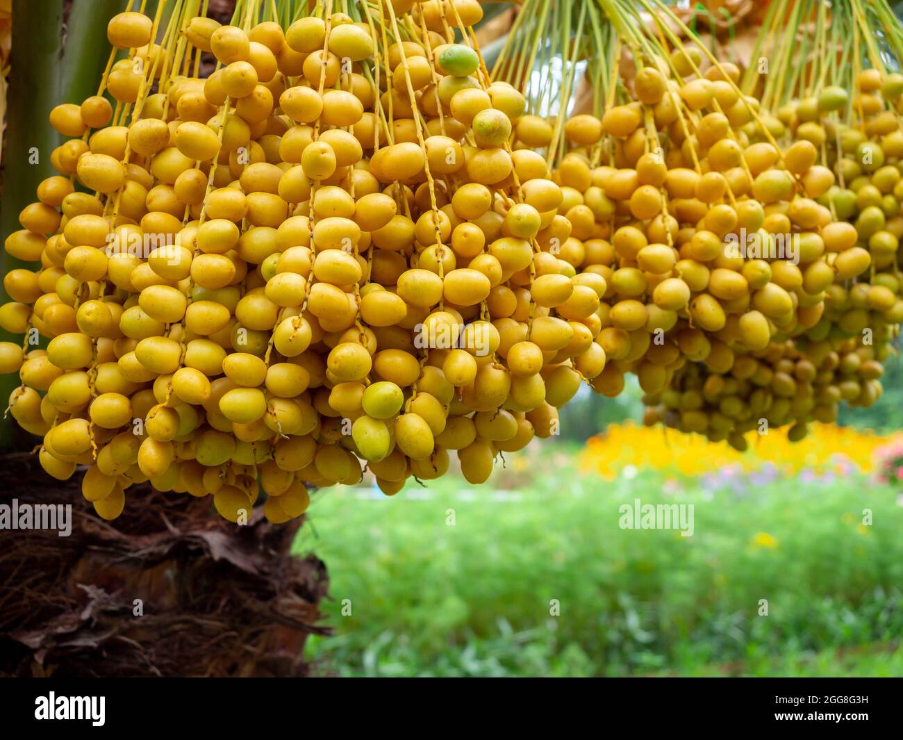 Datteln auf der Palme. Ein Haufen gelber Datteln auf Dattelpalme. Stockfoto