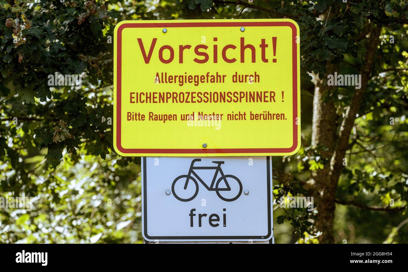 Hamburg, Deutschland. August 2021. Ein Schild mit der Aufschrift 'Achtung! Allergiegefahr durch Eichenprozessionär-Motte! Bitte berühren Sie Raupen und Nester nicht" im Stadtpark Winterhude warnt vor den Raupen der Motte, die bei Berührung allergische Reaktionen bei Menschen auslösen können. Quelle: Markus Scholz/dpa/Alamy Live News Stockfoto