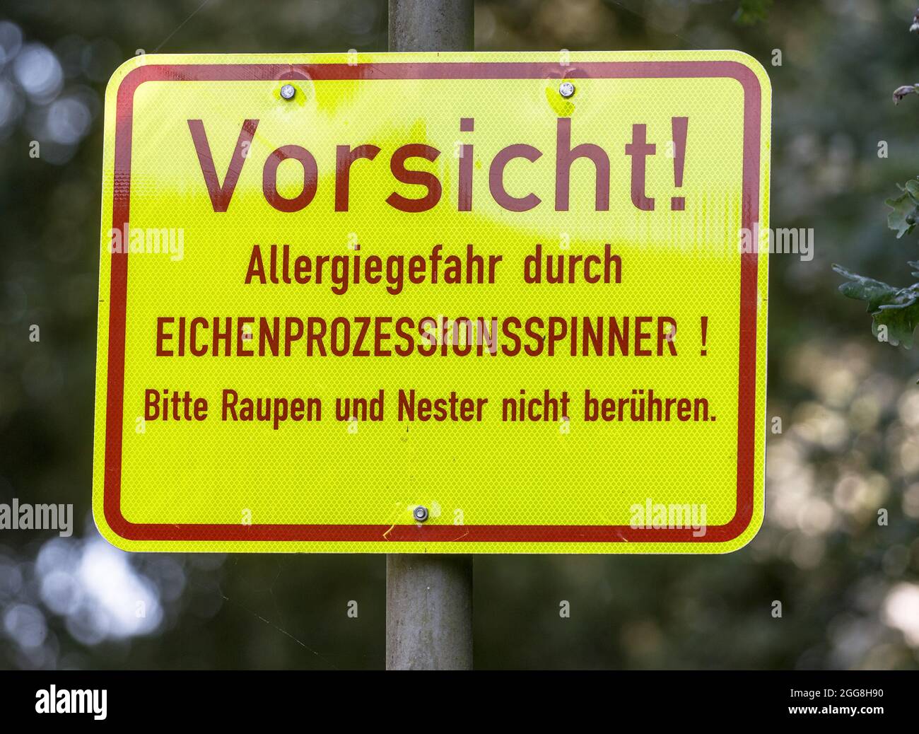 Hamburg, Deutschland. August 2021. Ein Schild mit der Aufschrift 'Achtung! Allergiegefahr durch Eichenprozessionär-Motte! Bitte berühren Sie Raupen und Nester nicht" im Stadtpark Winterhude warnt vor den Raupen der Motte, die bei Berührung allergische Reaktionen bei Menschen auslösen können. Quelle: Markus Scholz/dpa/Alamy Live News Stockfoto
