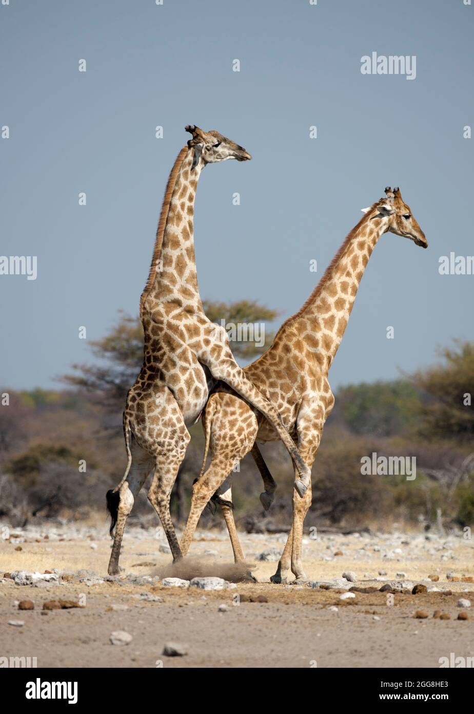 Giraffen-Paarung im Etosha National Park, Namibia.Afrika. Stockfoto
