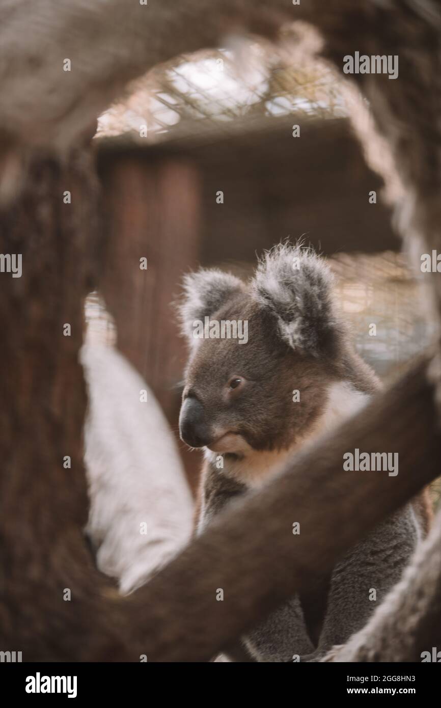 Australischer Koala, der in einem Baum sitzt. Stockfoto