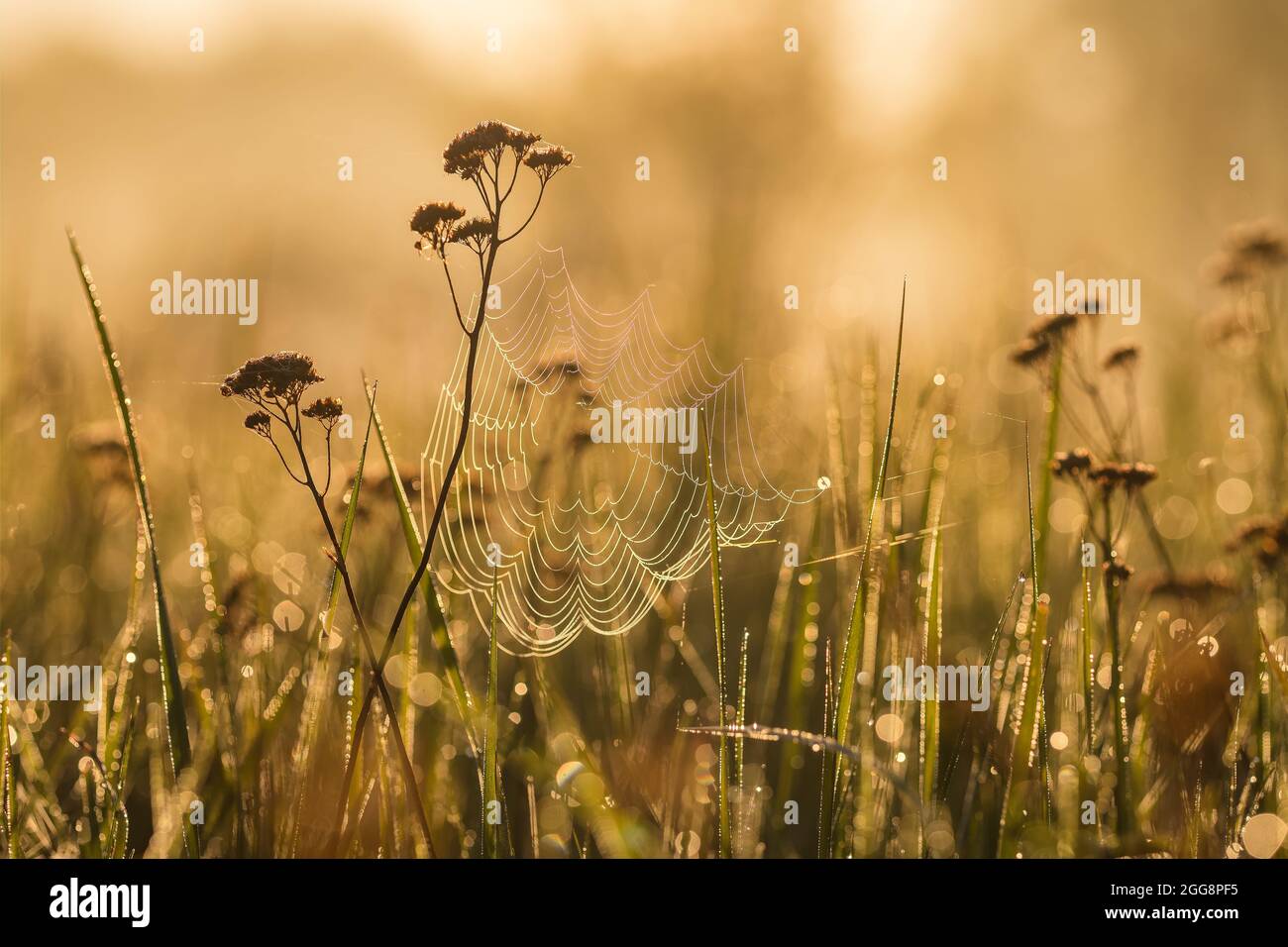 Spinnennetz auf einem Wiesengras früh in der Morgensonne. Stockfoto