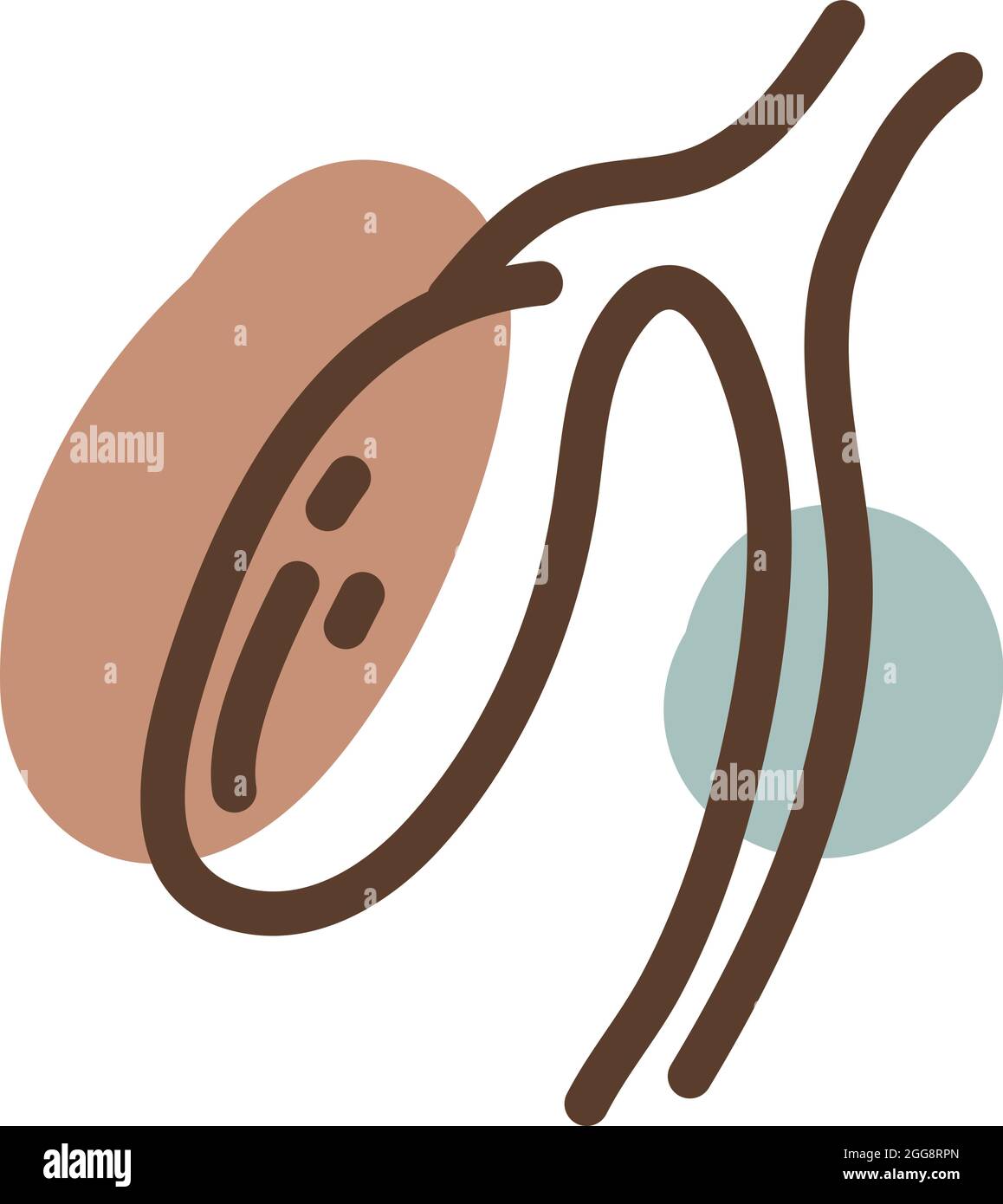 Menschliches Organ, Illustration, Vektor, auf weißem Hintergrund. Stock Vektor