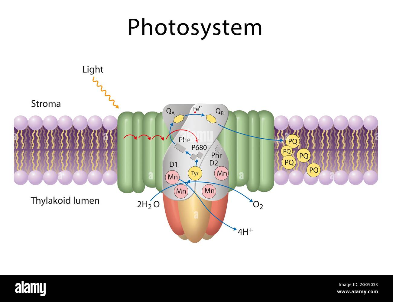 Photosysteme sind funktionelle und strukturelle Einheiten von Proteinkomplexen, die an der Photosynthese beteiligt sind Stockfoto