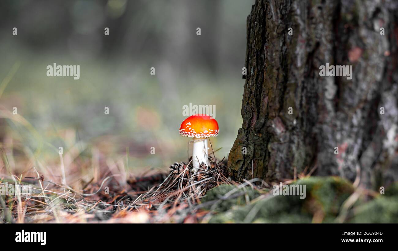 Ein ungenießbarer Pilz ist eine rote Fliege-Agarie in der Nähe eines Baumes. Wald giftige Pilz rote Fliege agarisch. Schöner Waldhintergrund mit einem roten Pilz nah- Stockfoto