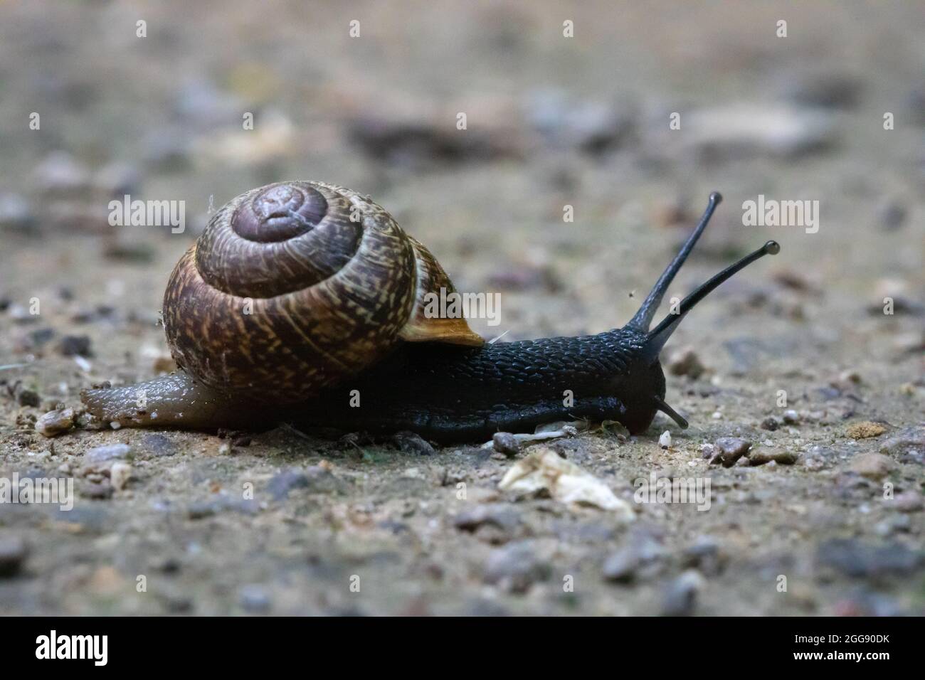 Umzug gemeinsame Gartenschnecke, Deutschland Stockfoto